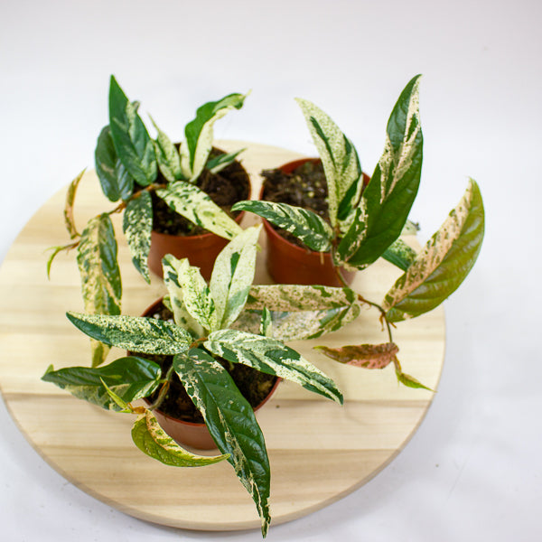 Ficus Sagittata Variegata Pink 9cm H20cm