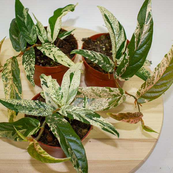 Ficus Sagittata Variegata Pink 9cm H20cm
