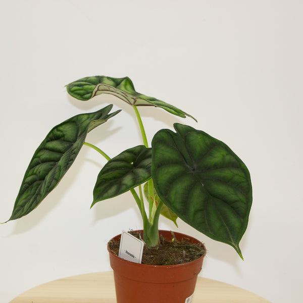 Alocasia Dragon Scale 12cm H25cm