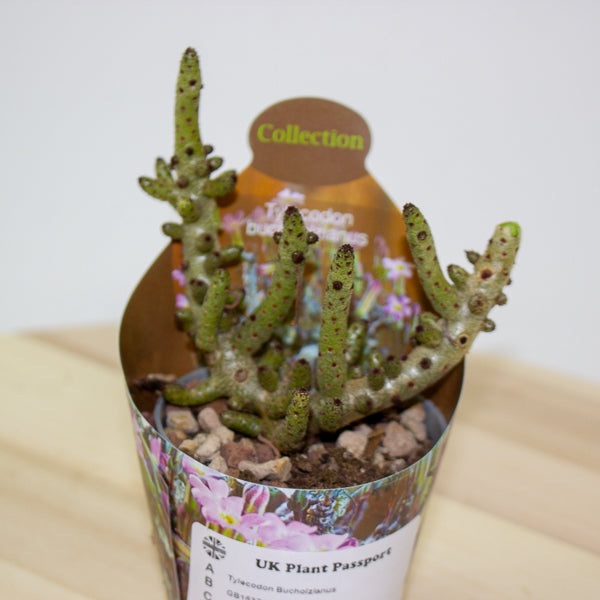 Tylecodon Bucholzianus 6.5cm H48cm
