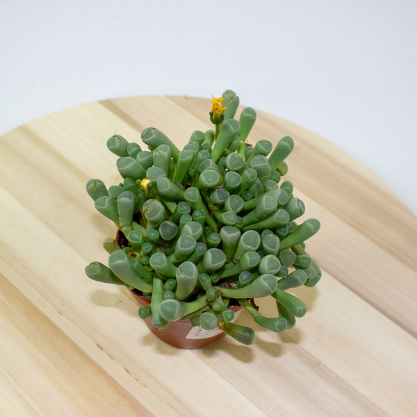 Fenestraria Rhopalophylla 8.5cm H10cm