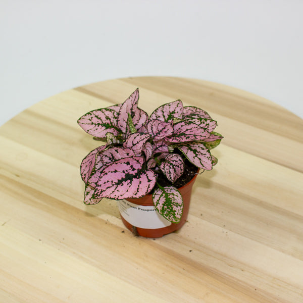 Hypoestes 8cm H12cm