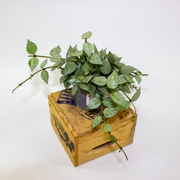Hoya lacunosa mint 9cm H36cm