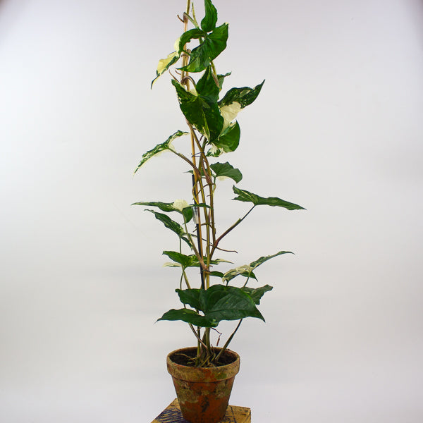 Syngonium podophyllum Albo Variegata 12cm H50cm