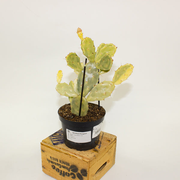 Opuntia JAMAICENSIS Crazy White 12cm H36cm