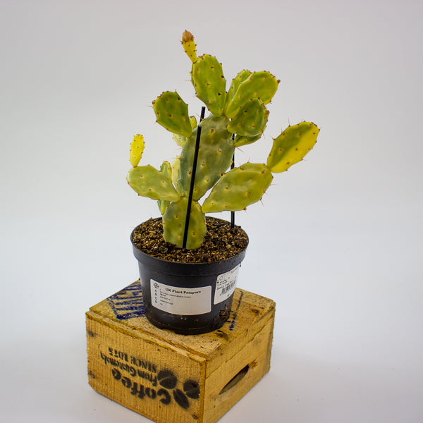 Opuntia JAMAICENSIS Crazy White 12cm H36cm