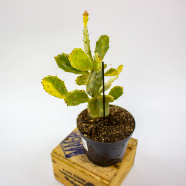 Opuntia JAMAICENSIS Crazy White 12cm H36cm