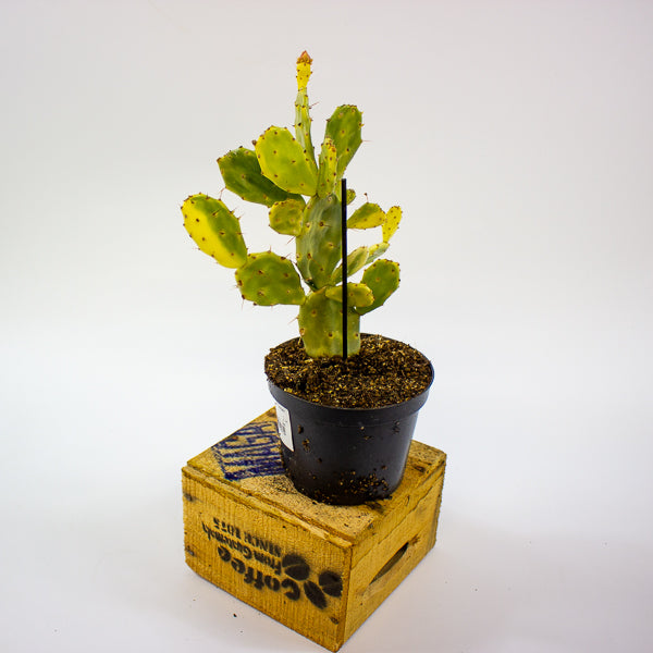 Opuntia JAMAICENSIS Crazy White 12cm H36cm