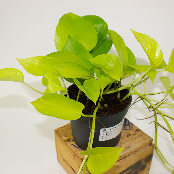 Epipremnum Golden Pothos 12cm H25cm