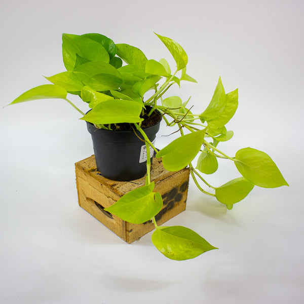 Epipremnum Golden Pothos 12cm H25cm