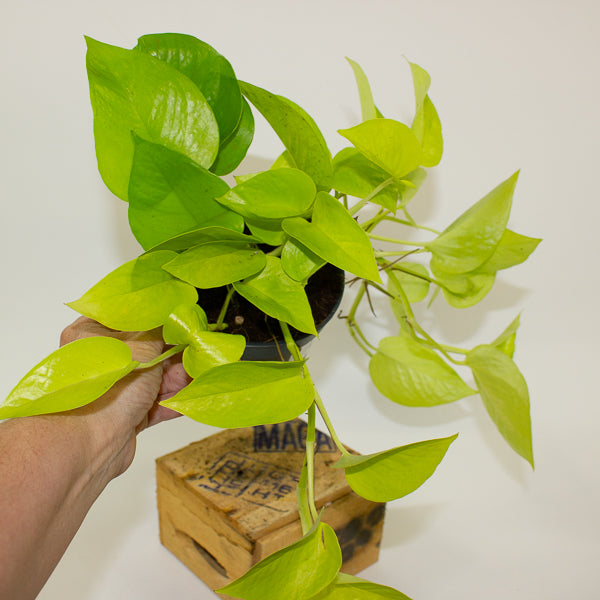Epipremnum Golden Pothos 12cm H25cm