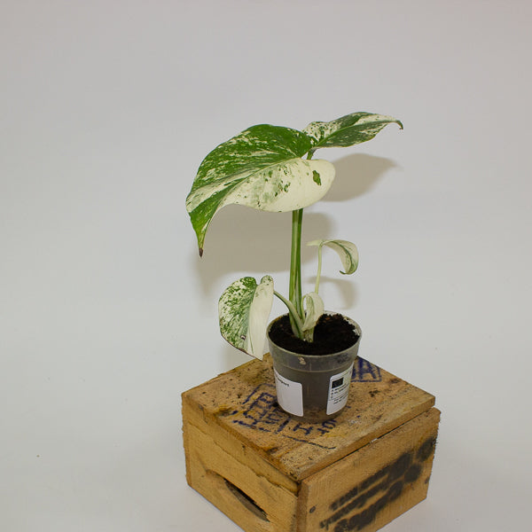 Monstera deliciosa White Monster 7cm H11cm