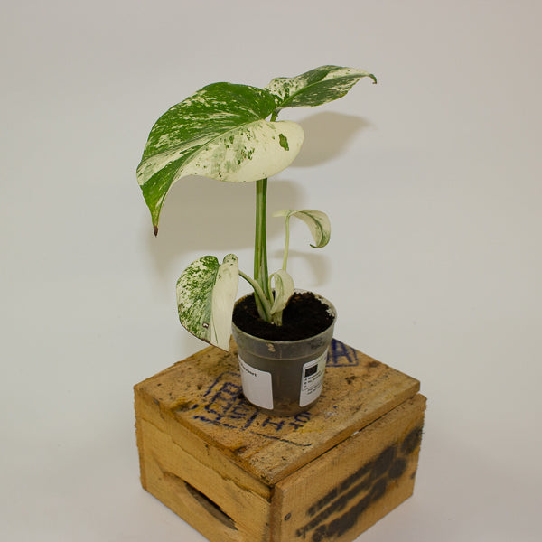 Monstera deliciosa White Monster 7cm H11cm