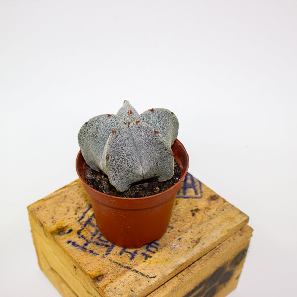 Astrophytum myriostigma 8.5cm H15cm