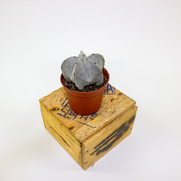 Astrophytum myriostigma 8.5cm H15cm