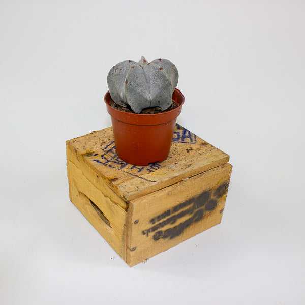 Astrophytum myriostigma 8.5cm H15cm