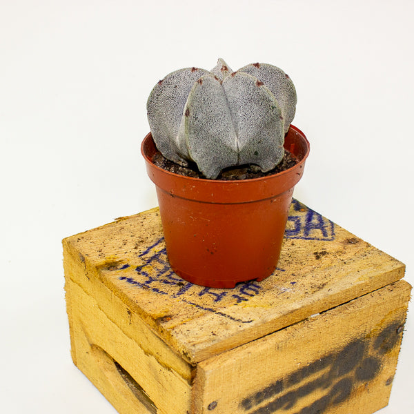 Astrophytum myriostigma 8.5cm H15cm