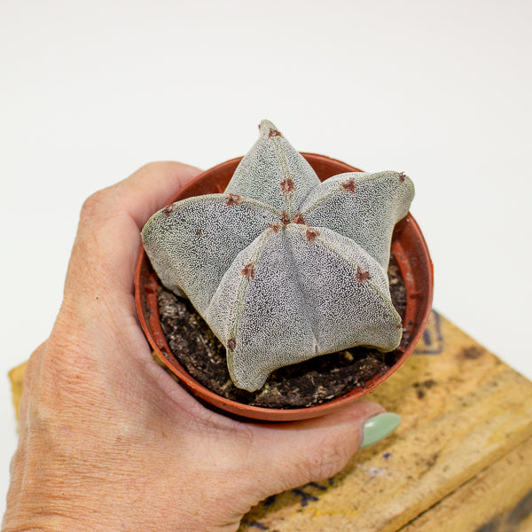 Astrophytum myriostigma 8.5cm H15cm