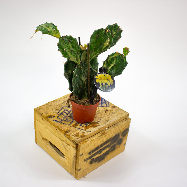 Opuntia JAMAICENSIS Jamica Ghost 6cm H20cm