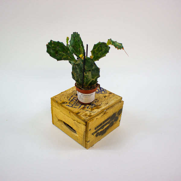 Opuntia JAMAICENSIS Jamica Ghost 6cm H20cm