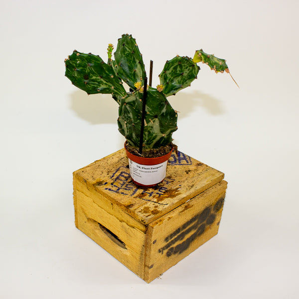 Opuntia JAMAICENSIS Jamica Ghost 6cm H20cm