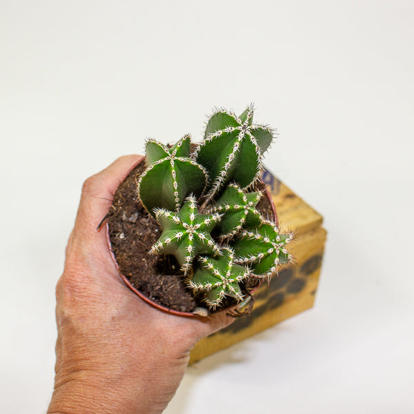 Cereus peruvianus Marginatocereus 8.5cm H15cm