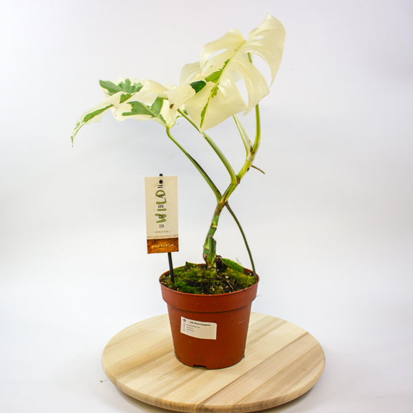 Monstera White Ghost 17cm H40cm
