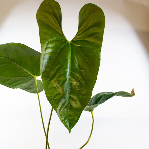 Anthurium papillilaminum 'Ree Gardens' x sp. Napo 17cm H50cm