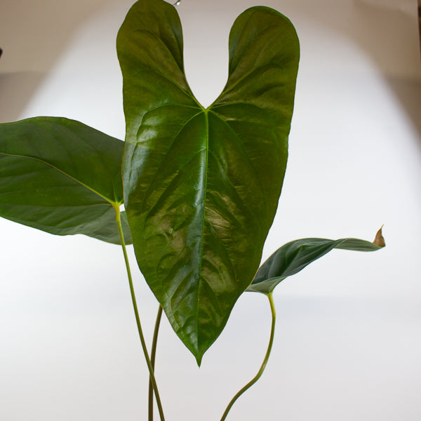 Anthurium papillilaminum 'Ree Gardens' x sp. Napo 17cm H50cm