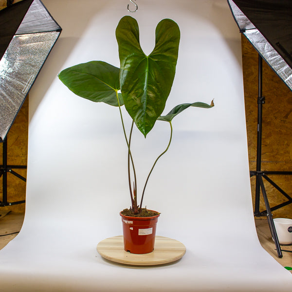 Anthurium papillilaminum 'Ree Gardens' x sp. Napo 17cm H50cm