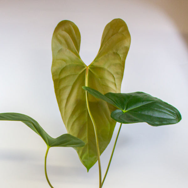 Anthurium papillilaminum 'Ree Gardens' x sp. Napo 17cm H50cm