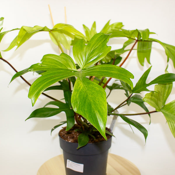 Philodendron Florida Ghost 19cm H45cm