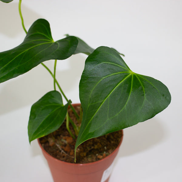Anthurium Clarinervium X Pedatoradiatum 12cm H25cm