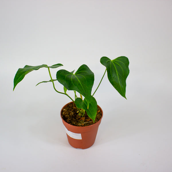 Anthurium Clarinervium X Pedatoradiatum 12cm H25cm