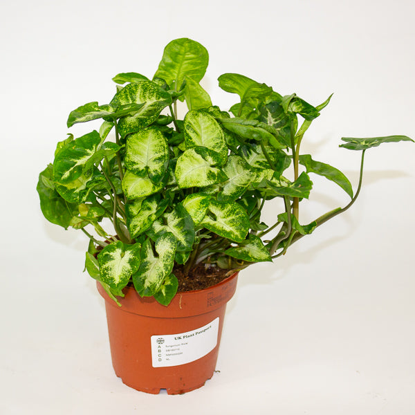Syngonium 'Pixie' 12cm H20cm