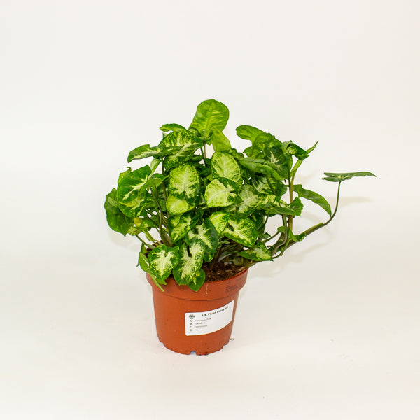 Syngonium 'Pixie' 12cm H20cm