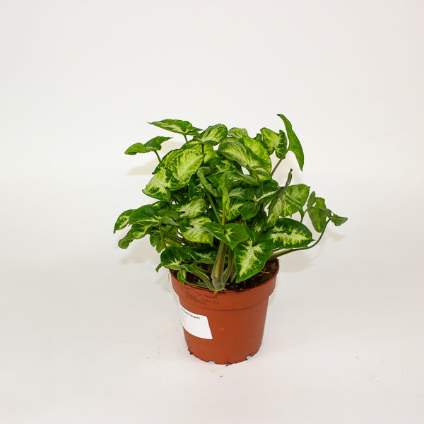 Syngonium 'Pixie' 12cm H20cm