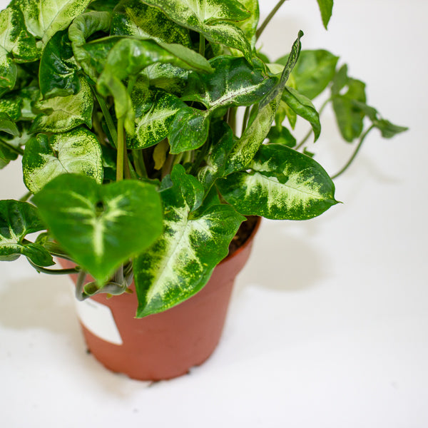 Syngonium 'Pixie' 12cm H20cm