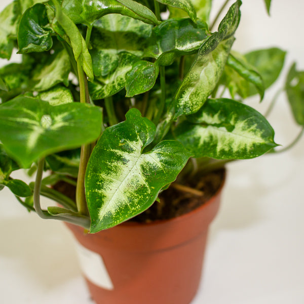 Syngonium 'Pixie' 12cm H20cm