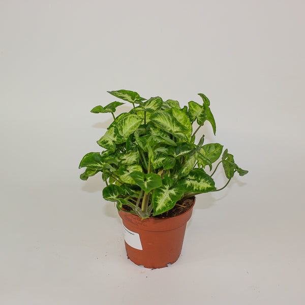 Syngonium 'Pixie' 12cm H20cm