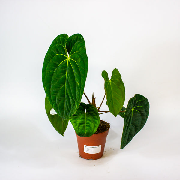 Anthurium Regale 12cm H25cm