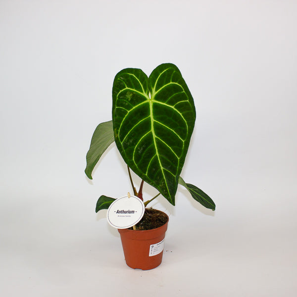 Anthurium Hybrid 12cm H20cm