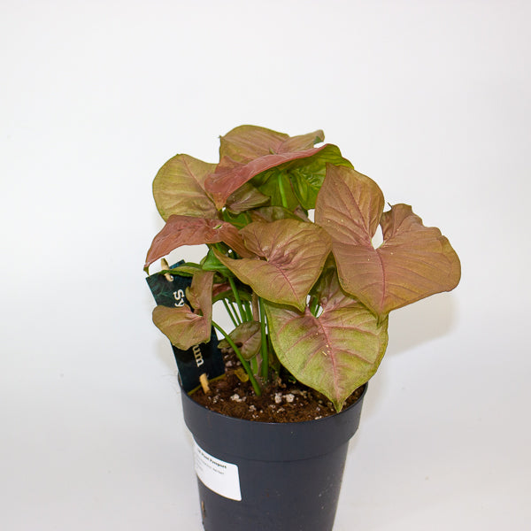 Syngonium Podophyllum - Red Heart 14cm H25cm