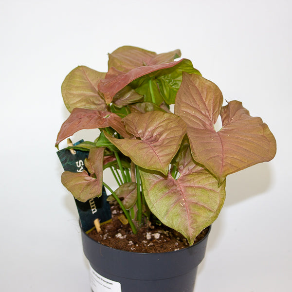 Syngonium Podophyllum - Red Heart 14cm H25cm