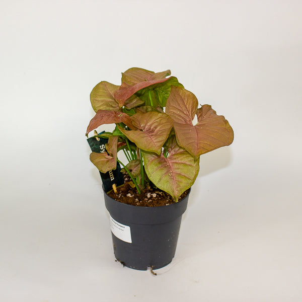 Syngonium Podophyllum - Red Heart 14cm H25cm