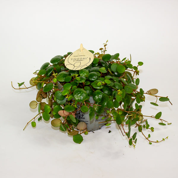 Peperomia 'Pepperspot' 11cm H15cm