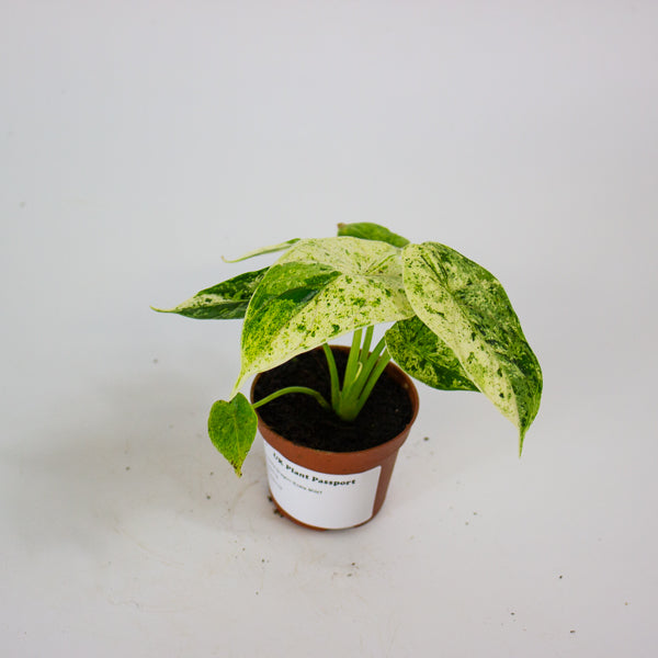 Alocasia Dragon Scale mint 6cm H10cm