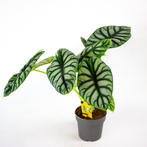 Alocasia Silver Dragon 14cm H50cm