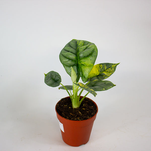 Alocasia Silver Dragon Variegata 7cm H10cm