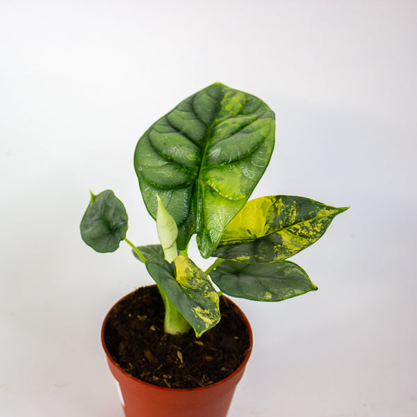 Alocasia Silver Dragon Variegata 7cm H10cm